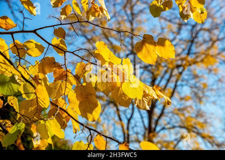 Linden tree yellow leaves brightly lit by the sun against clear blue sky. Golden linden foliage on a tree  branch in autumn. Sunny autumn background. Stock Photo