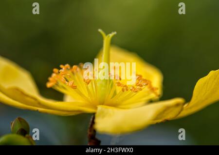 Detail of the flower of the Hypericum hookerianum Hidcote plant in the garden Stock Photo