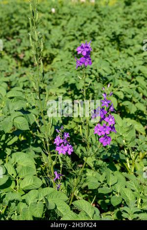 Close-up bright purple flowers of Consolida (or Delphinium) ajacis plant on bright green background of potato tops leaves. Stock Photo