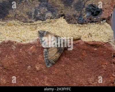 Battered and worn Common Marbled Carpet moth on house wall. Stock Photo