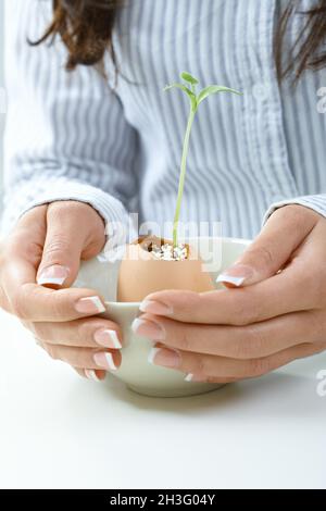 Female hands holding growing plant Stock Photo