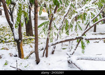 Broken tree after early snowfall in autumn, when foliage is still on the trees Stock Photo