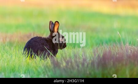Cuddly black rabbit foraging for food at sunset in meadow Stock Photo