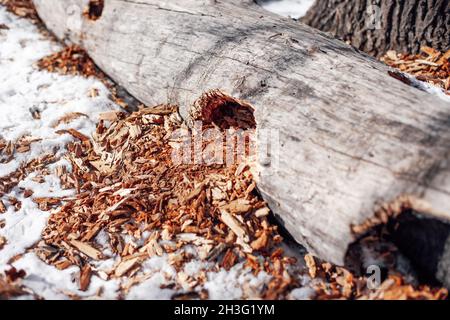 Old tree is lying on snow. Rotten stump with sawdust lies in middle of rural road in snow-covered forest Stock Photo
