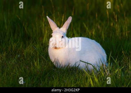 Cuddly white rabbit foraging for food at sunset Stock Photo