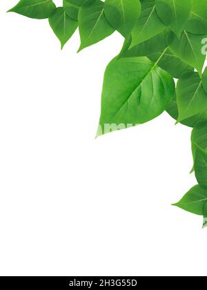 Nice border made from freshness green leaves Stock Photo