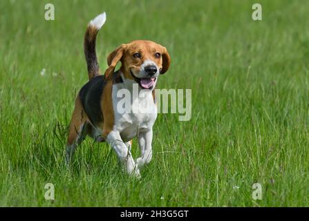 Happy beagle dog having fun on then green grass Stock Photo