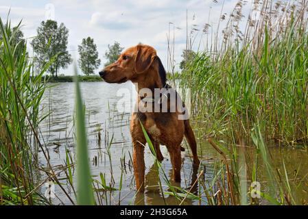 National belarusian dog breed Belarusian Gonchak hound standing in a water Stock Photo