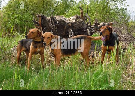 Three national belarusian dog breed - Belarusian Gonchak hound - standing in grass Stock Photo