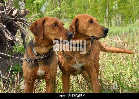 Belarusian Gonchak hound, a National dog breed of Belarus, standing on a green forest background Stock Photo