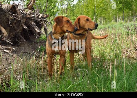 Belarusian Gonchak hound, a National dog breed of Belarus, standing on a green forest background Stock Photo