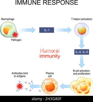 immune response and Antigen presentation. Humoral immunity and antibody production. B-cell activation. Vector poster for education Stock Vector