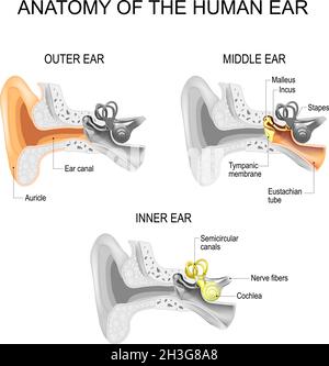 Ear anatomy. Cross section of External (outer), middle, and Inner ear opened. Close-up of human ear structure. Poster for education and medical use Stock Vector