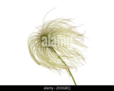 Clematis seedhead closeup detail. Stock Photo