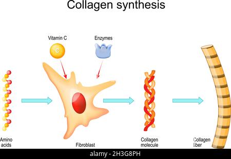 Collagen synthesis with Vitamin C and Enzymes. From Fibroblast and Amino acids to Collagen fiber that comprises molecules of protein. Vector Stock Vector