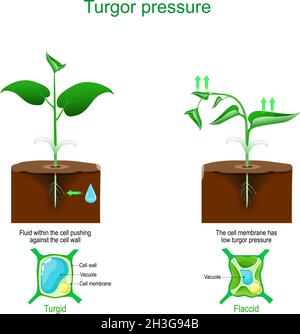 turgor pressure. Plant cells osmosis. vector illustration Stock Vector