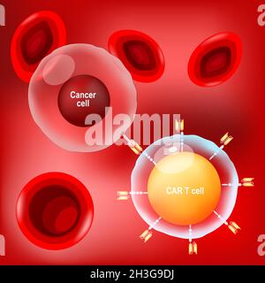 Cancer cell, CAR t-cell (lymphocyte) and red blood cells on red background. vector Poster about immunotherapy or chemotherapy cancer. Stock Vector