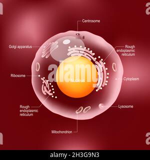 Anatomy of human cell. All organelles: Nucleus, Ribosome, Rough endoplasmic reticulum, Golgi apparatus, mitochondrion, cytoplasm, lysosome, Centrosome Stock Vector