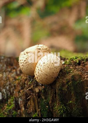 common earthball fungus (Scleroderma citrinum) Stock Photo
