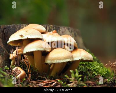 Funeral Bell Mushrooms (Galerina Marginata) growing on a tree stump, Northamptonshire, UK Stock Photo