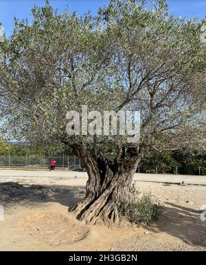 OLIVE TREE close to the Pont du Gard near Nimes,France. Reputed to be over 1000 years old. Photo: Tony Gale Stock Photo