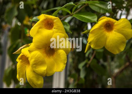 Close up macro view of yellow allamanda flowers. Beautiful nature backgrounds. Stock Photo