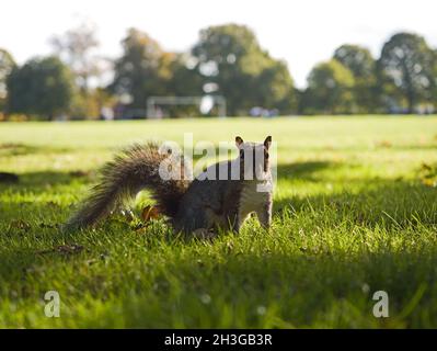 semi-tame grey squirrel at Abington Park, Northampton, UK Stock Photo