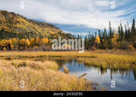A burst of fall colors along the Alaskan Highway in the Yukon Territory, Canada. Stock Photo