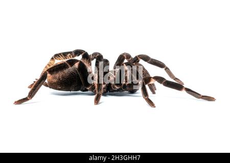 Spider Xenesthis immanis on a white background. Side view of a tarantula. Stock Photo