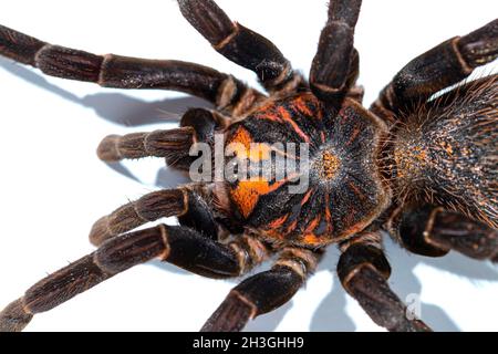 Tarantula Xenesthis immanis top view. Spider close-up isolate. Stock Photo
