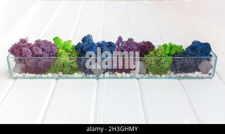 Glass rectangular mossarium with colorful moss and stones on white table. Decor concept, office, home Stock Photo