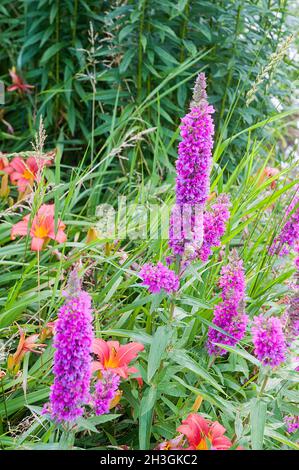 Lythrum salicaria Purple Loosestrife growing in wild woodland garden area a deciduous summer flowering herbaceous clump forming fully hardy perennial Stock Photo