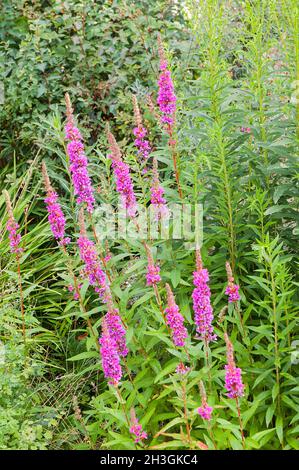 Lythrum salicaria Purple Loosestrife growing in wild woodland garden area a deciduous summer flowering herbaceous clump forming fully hardy perennial Stock Photo