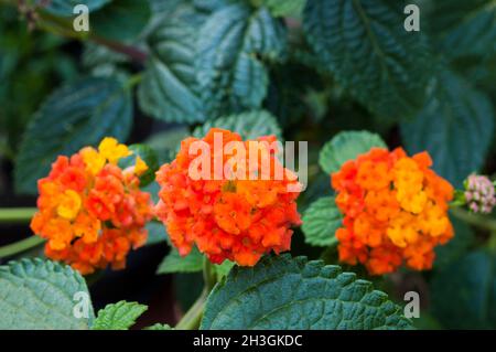 Close up of Lantana camara Tangerine with orange flower heads a summer flowering shrub that is perennial evergreen and frost tender Stock Photo