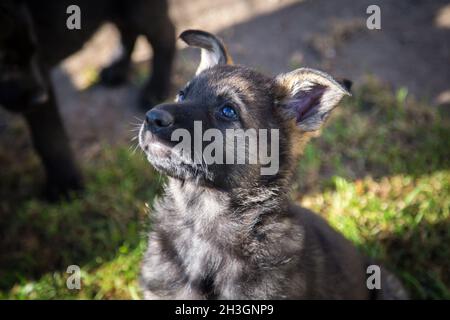 Sable German Shepherd Dog puppy (Alsatian) Stock Photo