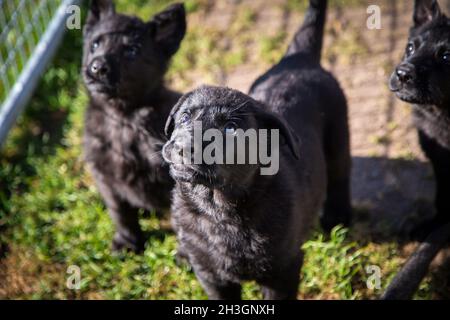 Black German Shepherd Dog puppies (Alsatian) Stock Photo