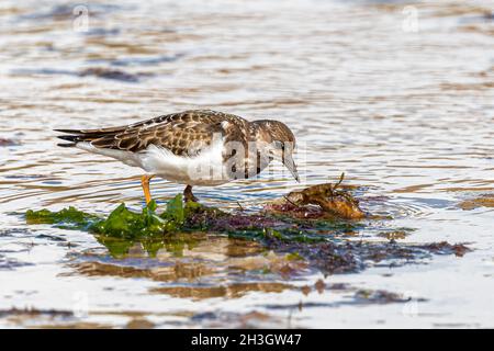Ruddy Turnstone (Arenaria interpres) Searching for Food Stock Photo