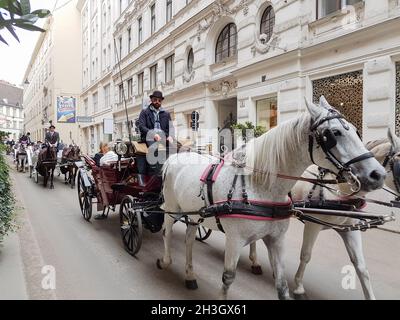 Vienna Austria - September 1 2017; White horses adorned in formal regalia pulling carriages in city street.