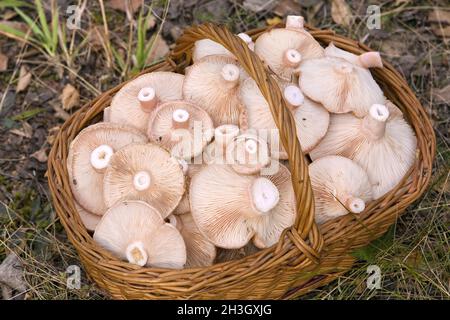 Basket, full of mushrooms( Lactarius torminosus) Stock Photo