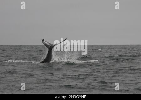 Humpback whale (Megaptera novaeangliae) showing his tail. Whale-watching tour on the SkjÃ¡lfandi Bay near HÃºsavÃk Stock Photo