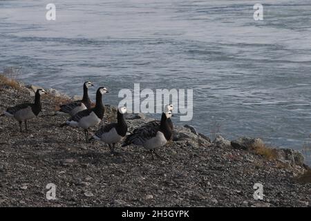 Barnacle Geese (Branta leucopsis). JÃ¶kulsÃ¡rlÃ³n Stock Photo