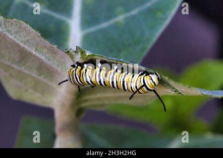 Monarch catepillar voraciously eating from a milkweed plant. Stock Photo