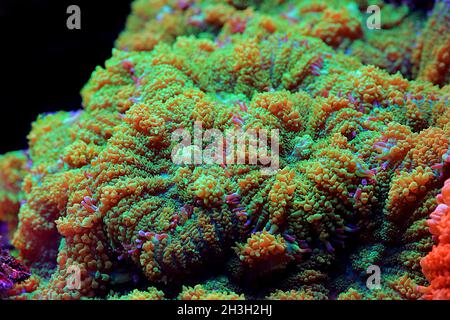 Colorful Rhodactis colony of mushroom soft corals Stock Photo