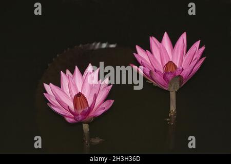 Water Lily Stock Photo