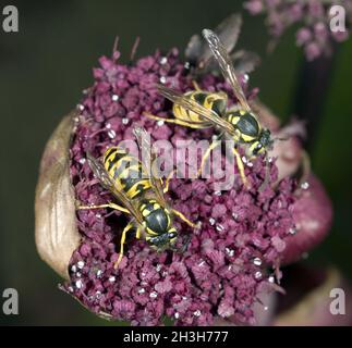 Wespe, Vespula, Germanic, Stock Photo