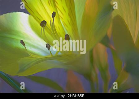 Abstract macro image of yellow alstroemeria flower. Blurry petals are backlit shedding soft light on stamens Stock Photo