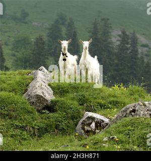 Goats, mountains Stock Photo