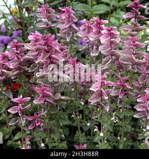 Variegated sage; Salvia viridis; Variegated sage; Salvia viridis;