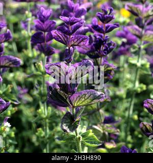 Variegated sage; Salvia viridis;