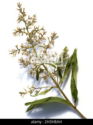 Zitronenverbene, Verveine, Lippia, citrodora, Stock Photo